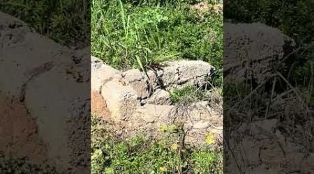 AGAMA LIZARD ON CYPRUS ISLAND