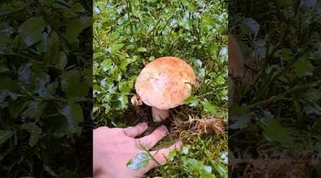 Beautiful boletus #houby #mushroom #hriby #funghi #fungi #forest #nature #les #czechrepublic #grzyby