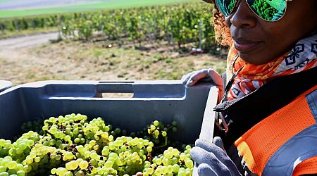 French champagne makers aim to protect grape harvesters from abuse