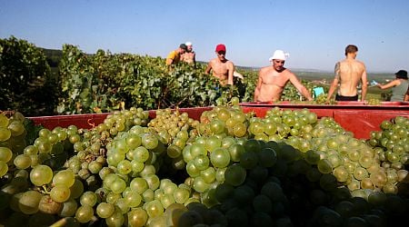 French champagne makers under pressure to protect pickers after harvest deaths