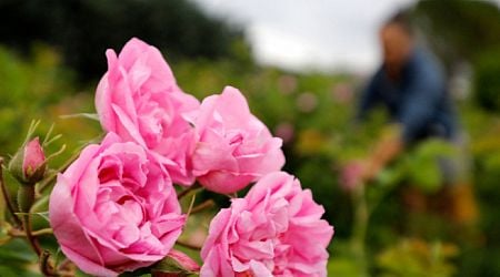 Rose oil production up by 10% in 2024