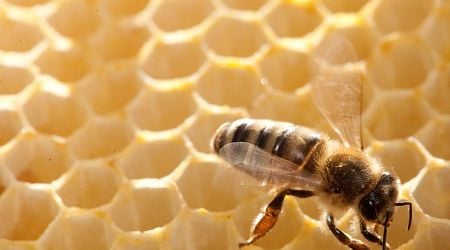 Beekeepers: adulterated cheap honey remains a problem