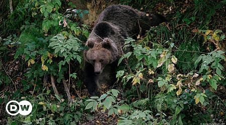 Slovakia: Man attacked by bear succumbs to injuries