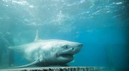 A pair of great white sharks and a sea turtle are basking off the coast of Newfoundland, tracker shows