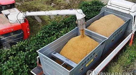 S. Korea's rice production to fall for third year in 2024: data