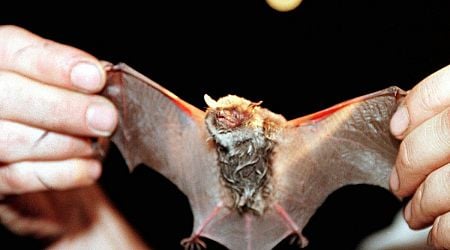 Rabies virus detected in a bat in Switzerland