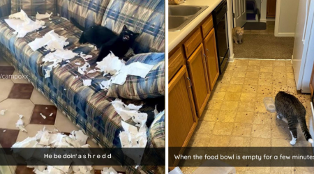 26 Hilarious Cat Meowments From Feisty Fur Babies That Purrfectly Shattered Our Sanity (But They're Still Better Than a Hooman Child)