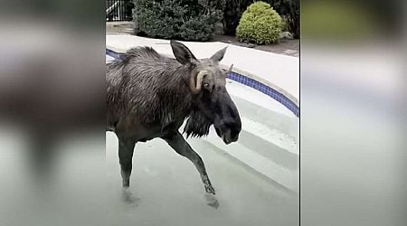 Have You Seen This? Police, firefighters help moose trapped in swimming pool