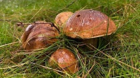 Amazing Early October porcini mushroom Czech Republic forest