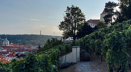 St. Wenceslas Vineyard on the slopes of Prague Castle: a place to relax and sample good wine