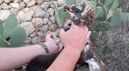  BirdLife claims protected bird shot down near school, calls for school buffer zones 