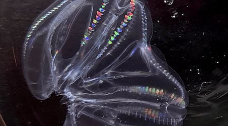 Comb Jelly with Two Butts Is Actually Two Individuals Fused Together