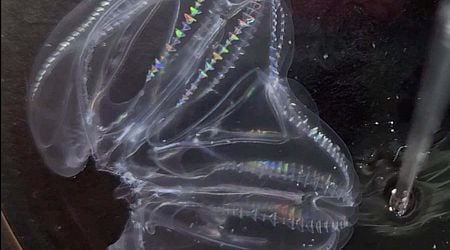 Two injured comb jellies can merge to form one individual