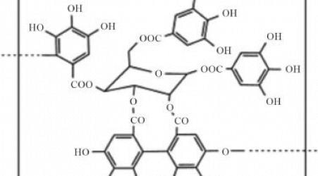 Review explores chestnut tannin's role in bioeconomy