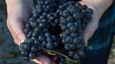 Farm wine reps feeling optimistic following meeting with Houston