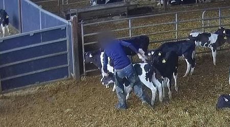 Secret RTE footage from Kerry cattle facility shows Irish calves 'beaten' before export