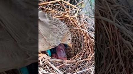 Babbler Chicks Nesting #BabblerBird #BirdNesting