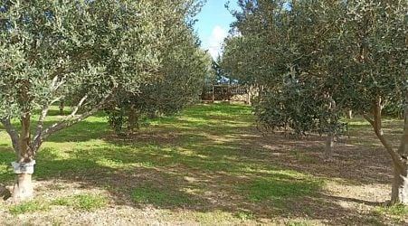 Koperattiva Produtturi taz-Zebbug Limited: Genetic Resources Project