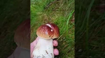 boletus mushroom#mushroom #forest #nature #czechrepublic