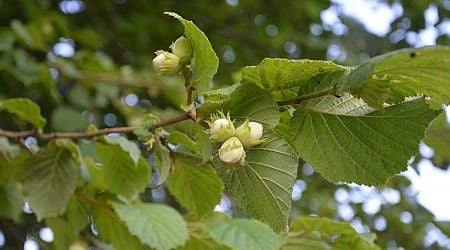 Donegal landowner before court for illegal clearance of 150 native trees