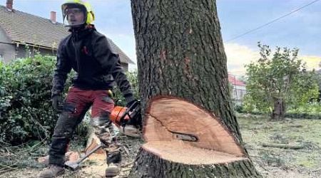 EXTREME big FIR trees cut DOWN within 5 HOURS of the CALL - FLOODS in the Czech republic