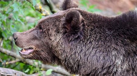 Man, 55, mauled to death by bear while picking mushrooms in Slovakia