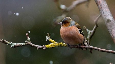 Over 90,000 birds spotted in Switzerland for EuroBirdwatch event