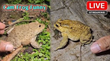 Animal frog funny catching | wep wep catching froggy funny make you laugh