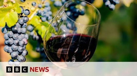 How is Scandinavia growing its wine industry? | BBC News