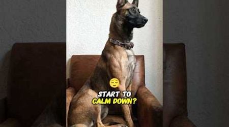 When do Belgian Malinois start to calm down? #shorts #pets #dog #doglover #belgianmalinois