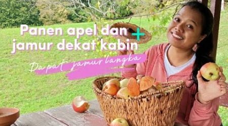 Panen banyak apel dan jamur di dekat kabin kita #panenapel