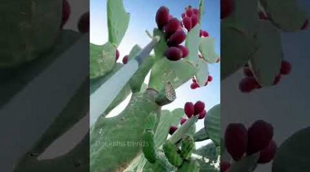 Cactus fruits farming// deeksha trends//#telugufacts #trendingshorts #likeforlikes