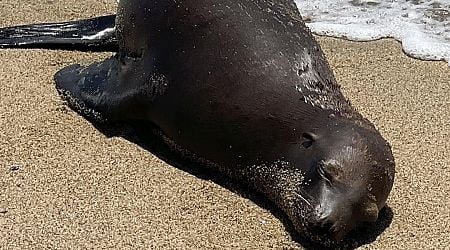 Sea Lion Lying on a California Beach Is Fatally Shot