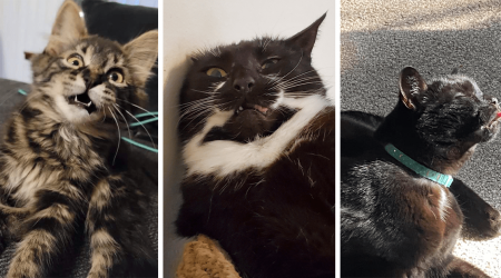 Delightfully Derpy Cats Getting Caught in Their Doofiest Meowments: Icanhascheezburger Edition