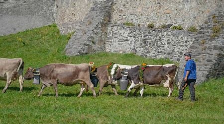 Swiss farmers protest at subsidy cuts