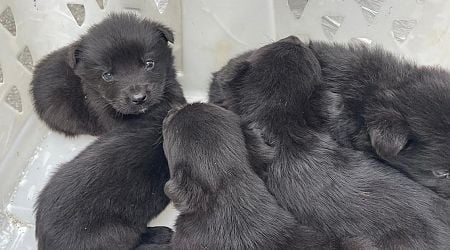 Five little puppies rescued from 'certain death' after being found in coal bag on New Ross Bypass