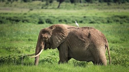 Africa's wildlife population declines by 76%: WWF