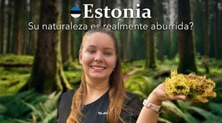 Vale la Pena Explorar los Bosques de Estonia?