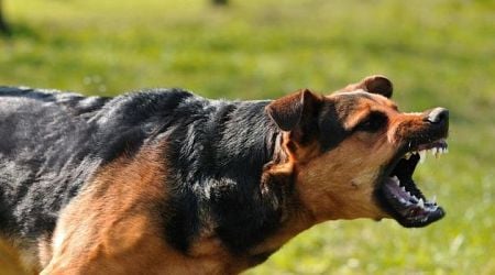 442 people injured amid steep increase in recorded dog attacks last year