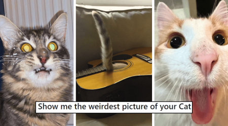 28 Wonderfully Weird Cats Caught in Crazy Pictures Taken By Their Hissterically Cackling Hooman Cat Pawrents