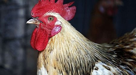 Bird flu forces the culling of 1.8 million chickens in northern Cache County