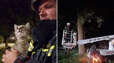 Croatian firefighters rescue kitten stranded for four days