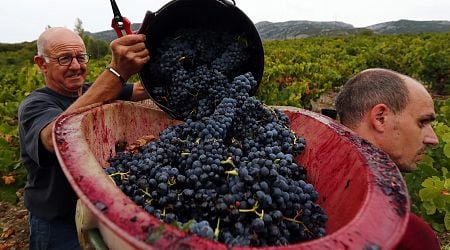 Wine production to grow but less than forecast due to weather