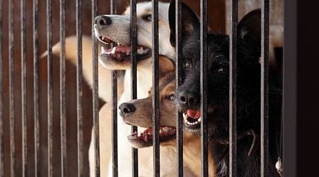 Seven times more dogs seized due to neglect and aggressive behavior than before pandemic