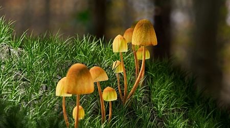 Hallucinogenic mushrooms are better at treating depression than conventional medicine, European study suggests