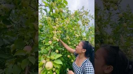 Petik apel putih melimpah sampai berserakan #wildfruit #estonia #buahapel #farming #panenbuahsegar