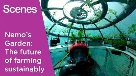 Watch: The future of farming takes root underwater in Italy | Scenes