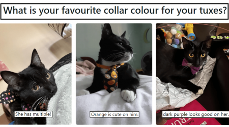 33 Cat Pawrents Presenting a Splendid Splash of Color Collar For Their Black & White Feline Friends