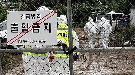 9th case of African swine fever confirmed in S. Korea this year