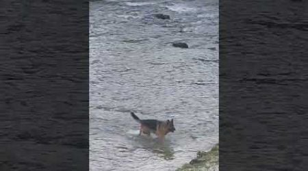 Dog Enjoying cold water in Ljubljana, Slovenia